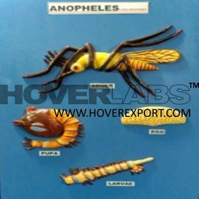 Anopheles Life Cycle Model