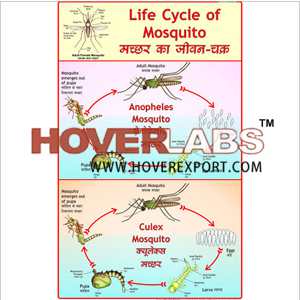 Life History of Mosquito (Anopheles & Culex)
