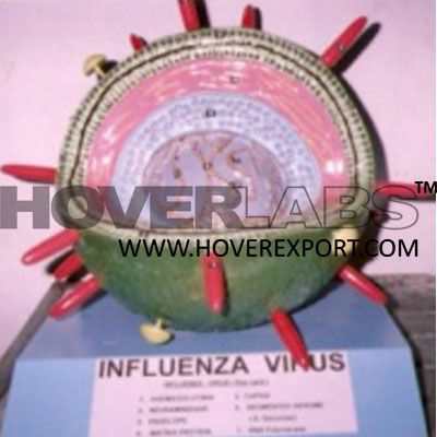 Influenza Virus Model