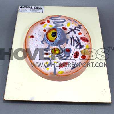 Animal Cell Model