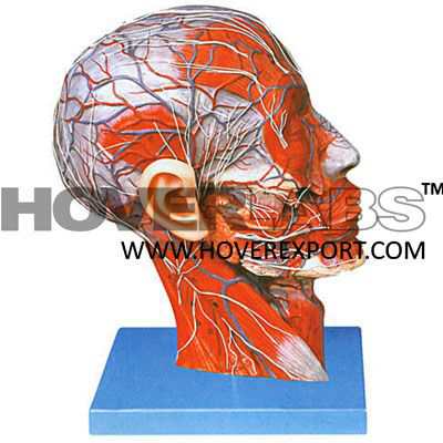 Human Head & Neck Muscular System Model