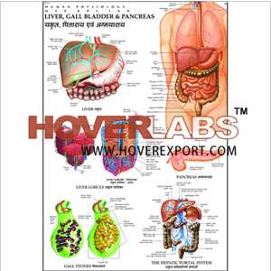 Liver, Gall Bladder & Pancreas