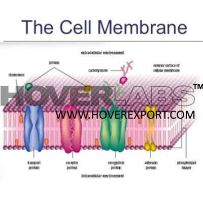 Cell Membrane Transport Model