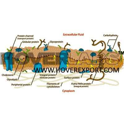 Cell Membrane Model