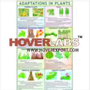 Adaptation in Plants