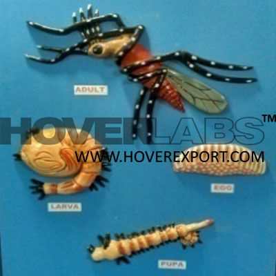 Aedes Egypty Model