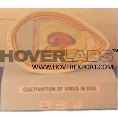 Cultivation of Virus in Egg. Mode Model