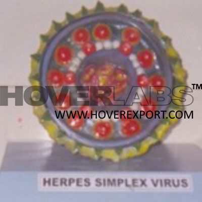 Herpes Simplex Virus Model