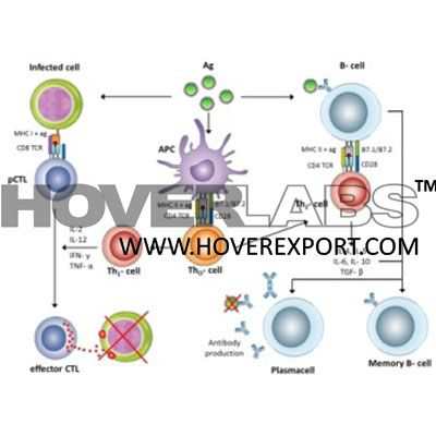 Antigen Presenting Cells Model