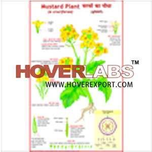 Mustard Plant (Cruciferae)