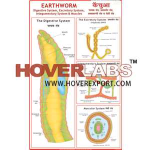 Earthworm: Digestion, Skin & Excretion