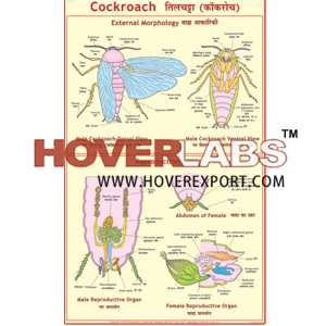 Cockroach: Morphology & Reproduction