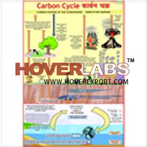 Carbon Cycle Chart