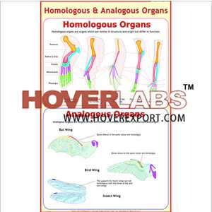 Analogous & Homologous Organs