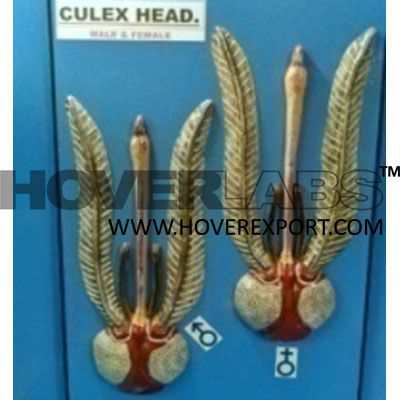 Culex Head Model
