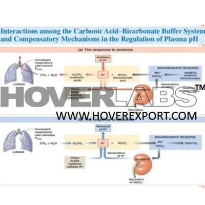 Ph Buffer System Acidocis Model