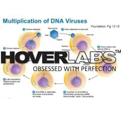 Replication of DNA Viruses Model