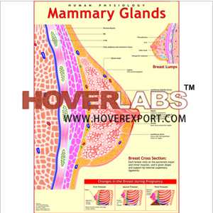 Mammary Glands