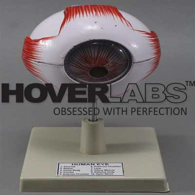 Human Eye Model