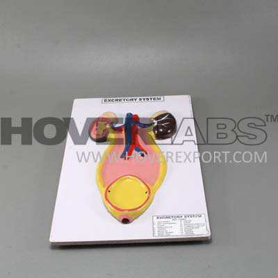 Human Excretory System Model