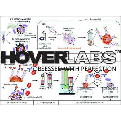 Immunological Detection of Microorganisms Model