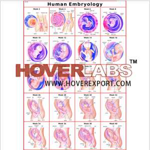 Human Embryology (Early Stage)