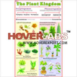 Classification Of Plant (Plant Kingdom) India, Manufacturers, Suppliers ...