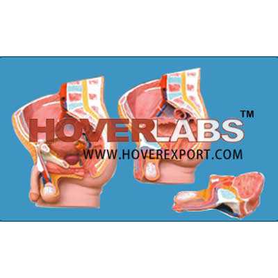 Human Male Pelvis Section