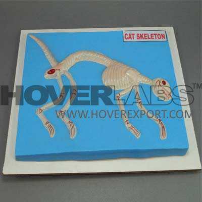 Cat Skeleton Model