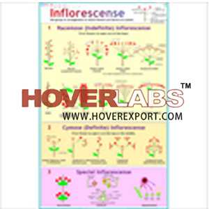 Types of Inflorescence