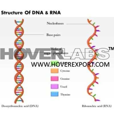 DNA RNA Structure Model