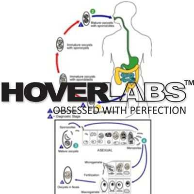 Life Cycle of Isospora Belli