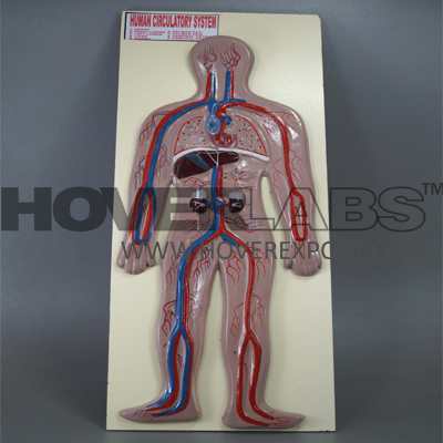 Human Circulatory System Model
