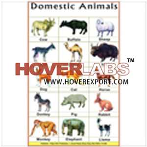 Domestic Animals