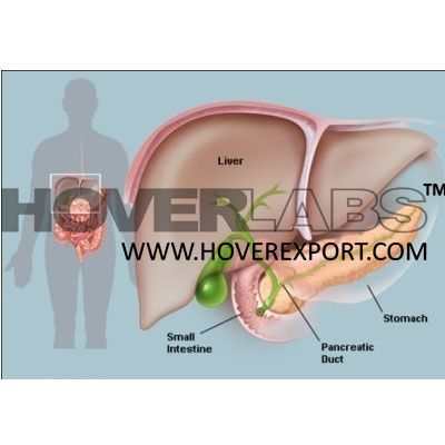 Pancreas Anatomy Model