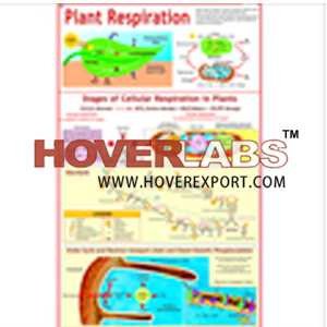 Plant Respiration (Glycolysis, Krebs Cycle)