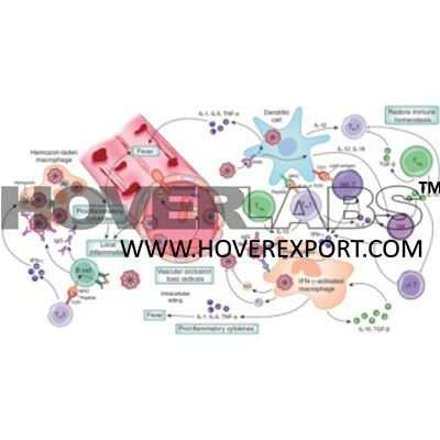 Induction of Immune Response Model