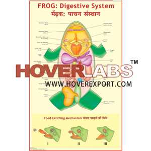 Frog : Digestive System
