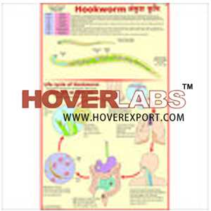 Hookworm