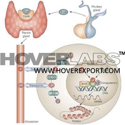 Hormones Mechanism of Action Model