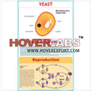 Yeast