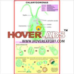 Chlamydomonas