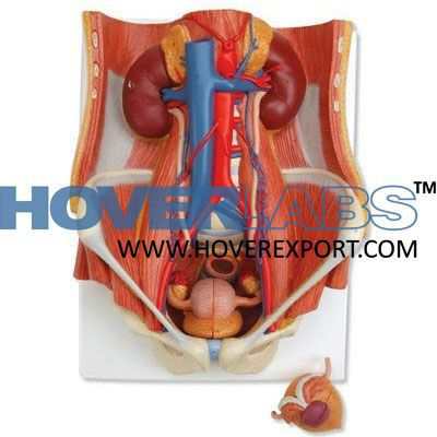 Model Urinary System