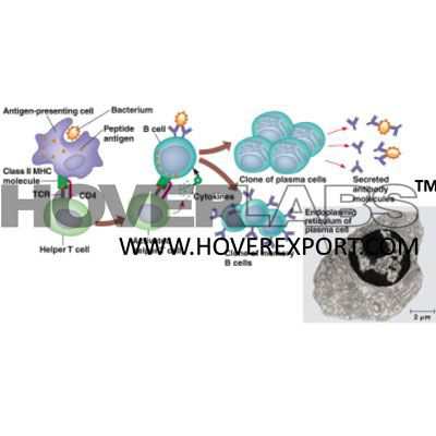 Humoral Immune Response Model