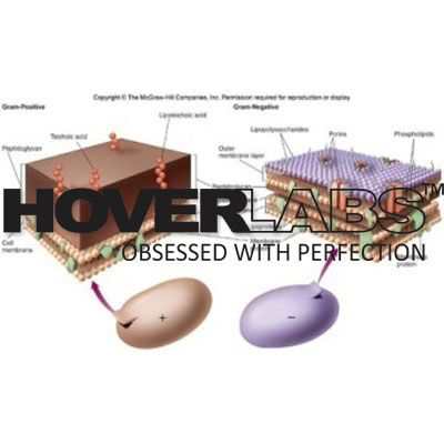 Gram Positive and Gram Negative Cell Wall Model