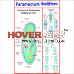 Paramecium