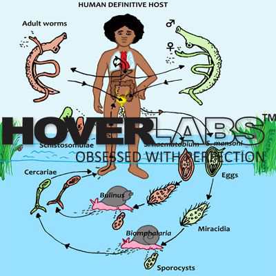 Life Cycle of Schistosoma Species Model