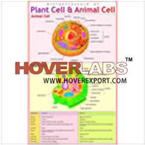 Ultra-Structure of Plant & Animal Cell