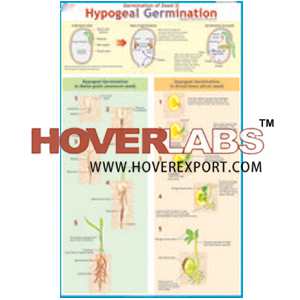 Hypogeal Germination