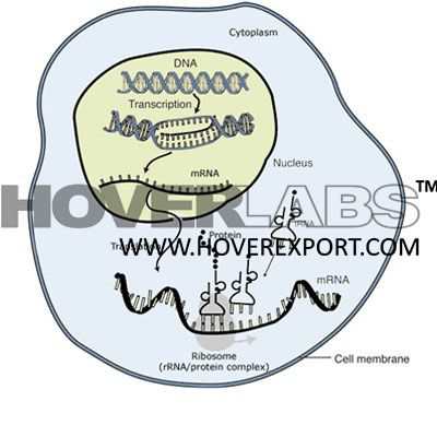 Regiulation of Gene Expression Model